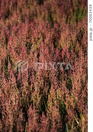 サンゴ草 サンゴ草 70003439