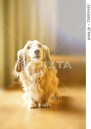 ミニチュアダックスとフローリング 70003493