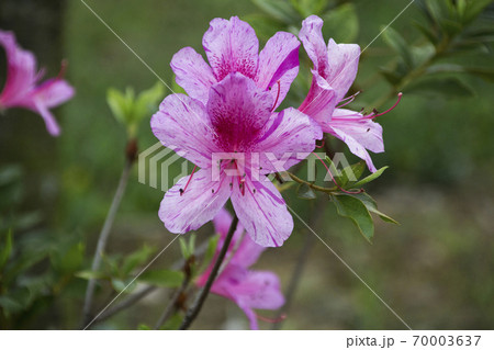 ツツジ つつじ 躑躅 70003637