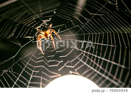 macro image of jumping spider macro image of jumping spider 70003939
