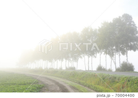北海道美瑛町の朝霧に霞む白樺並木 70004400
