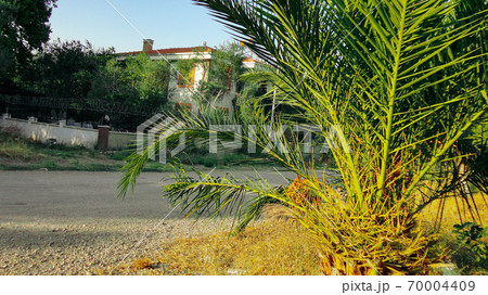 The sharp leaves of a palm tree.  Palm leaf on nature green texture background 70004409