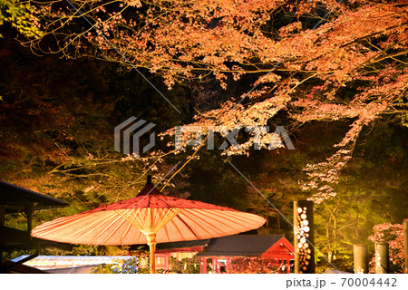 和風の美しさ 紅葉のライトアップと和傘のある風景の写真素材
