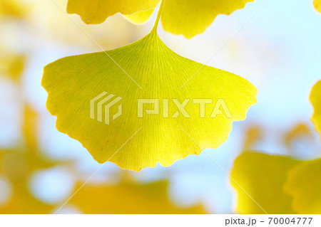 イチョウ黄葉 70004777