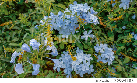 Purple bougainvillea flower isolated on natural green background 70004787