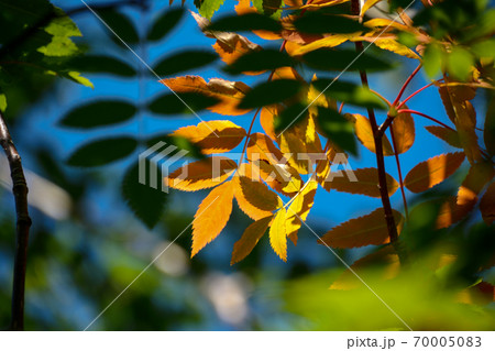 秋、紅葉、黄葉した、北アルプスのナナカマドの葉と秋晴れの青空。七竈、七竃。 70005083