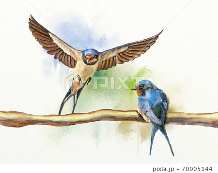 Two barn swallows Two barn swallows 70005144