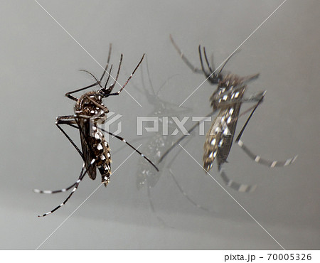 Tiger mosquito sitting on a mirror, close up. Asian mosquito with reflection in the mirror on wall. 70005326