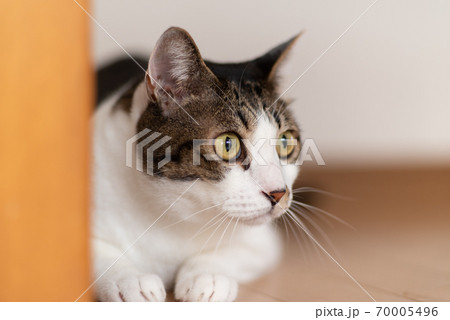 見つめる猫 キジトラ猫 見つめる猫 キジトラ猫 70005496