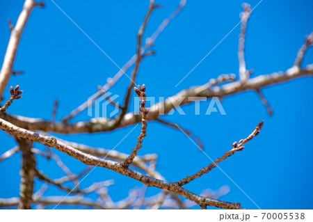 桜の木の花芽（つぼみ）と青空 70005538
