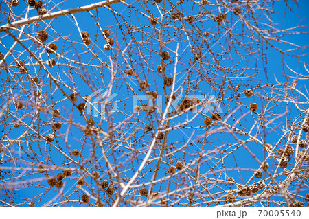 カラマツの松かさと青空 カラマツの松かさと青空 70005540