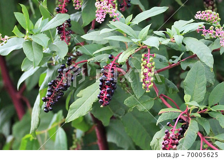 ヤマゴボウ 70005625