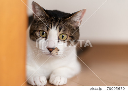 見つめる猫 キジトラ猫 見つめる猫 キジトラ猫 70005670