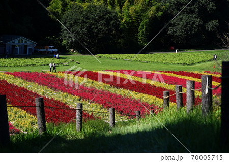 9月　滑川町25羽毛ゲイトウ(ヒユ科)花畑･国営武蔵丘陵森林公園 70005745