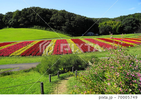 9月 滑川町21羽毛ゲイトウ(ヒユ科)花畑・国営武蔵丘陵森林公園 9月 滑川町21羽毛ゲイトウ(ヒユ科)花畑・国営武蔵丘陵森林公園 70005749