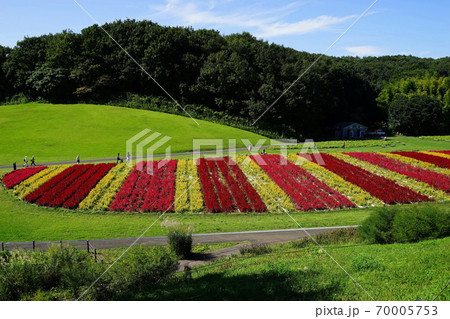9月 滑川町17羽毛ゲイトウ(ヒユ科)花畑・国営武蔵丘陵森林公園 9月 滑川町17羽毛ゲイトウ(ヒユ科)花畑・国営武蔵丘陵森林公園 70005753