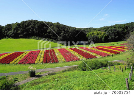 9月 滑川町16羽毛ゲイトウ(ヒユ科)花畑・国営武蔵丘陵森林公園 9月 滑川町16羽毛ゲイトウ(ヒユ科)花畑・国営武蔵丘陵森林公園 70005754