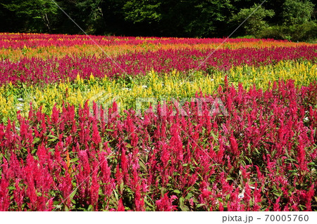 9月 滑川町10羽毛ゲイトウ(ヒユ科)花畑・国営武蔵丘陵森林公園 9月 滑川町10羽毛ゲイトウ(ヒユ科)花畑・国営武蔵丘陵森林公園 70005760