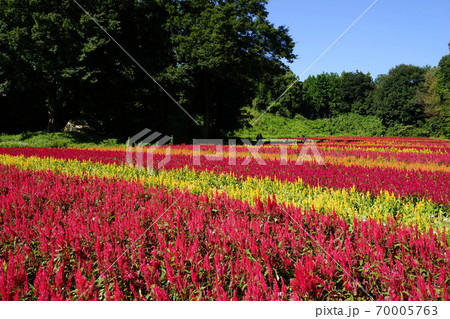 9月　滑川町07羽毛ゲイトウ(ヒユ科)花畑･国営武蔵丘陵森林公園 70005763