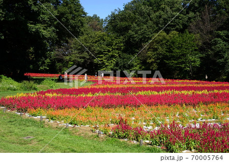 9月 滑川町06羽毛ゲイトウ(ヒユ科)花畑・国営武蔵丘陵森林公園 9月 滑川町06羽毛ゲイトウ(ヒユ科)花畑・国営武蔵丘陵森林公園 70005764