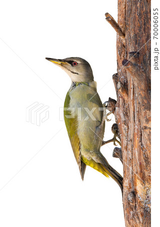 Grey-headed woodpecker sitting on tree isolated on white background. Grey-headed woodpecker sitting on tree isolated on white background. 70006055