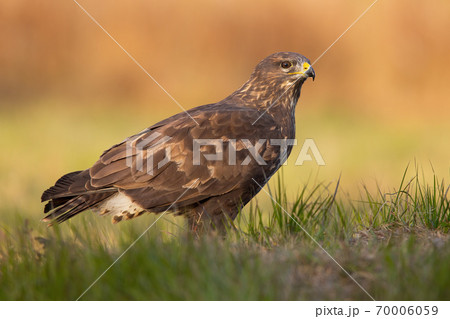 Majestic common buzzard sitting on the ground in autumn. 70006059