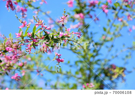 ハギの花 70006108