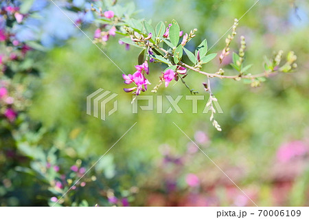 ハギの花 70006109