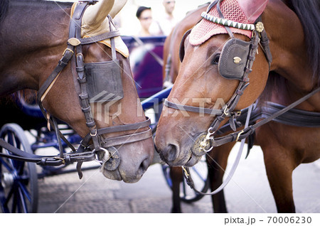 顔をつき合わす馬 の写真素材