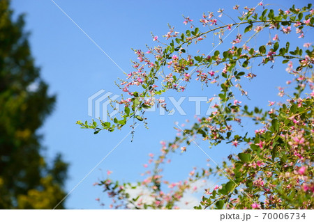 ハギの花 70006734