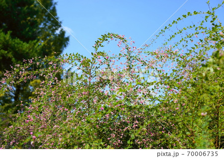 ハギの花 70006735