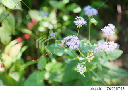 ユーパトリウムコエレスティナムの花 ユーパトリウムコエレスティナムの花 70006743