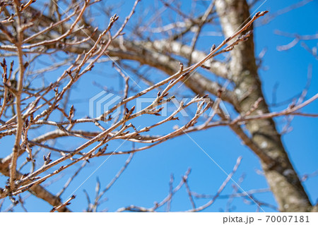 桜の木の花芽(つぼみ)と青空 桜の木の花芽(つぼみ)と青空 70007181