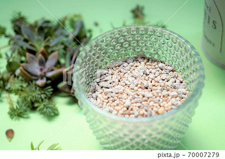 多肉植物の植え替え 70007279