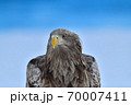 オジロワシ【北海道 知床】 70007411
