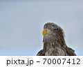 オジロワシ【北海道 知床】 70007412