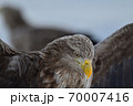 オジロワシ【北海道 知床】 70007416