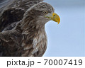 オジロワシ【北海道 知床】 70007419