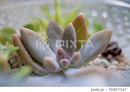 多肉植物 多肉植物 70007587