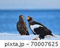オオワシ【北海道 知床】 70007625