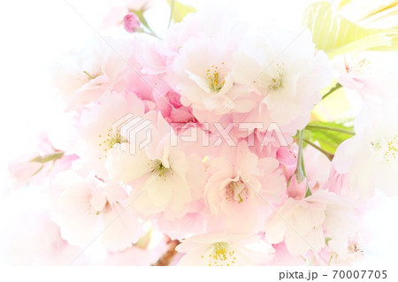 八重紅大島桜　ヤエベニオオシマ　ボリューム感のある桜の花 70007705