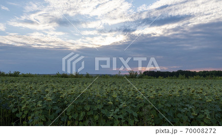 Field of sunflowers at sunset. The sunflower flowers lowered their heads to the ground. 70008272
