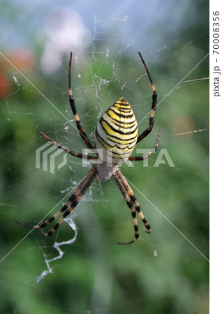 ナガコガネグモ 70008356