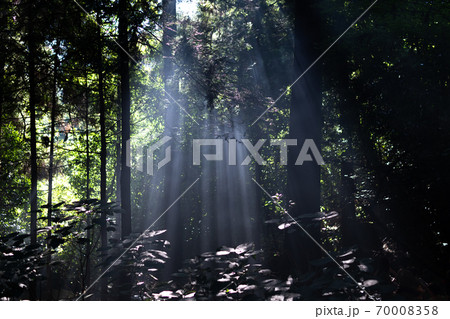 木の間を太陽が差し込む 木の間を太陽が差し込む 70008358