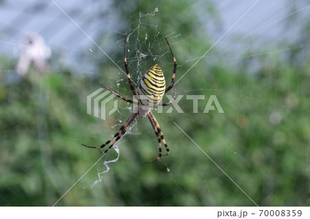 ナガコガネグモ ナガコガネグモ 70008359