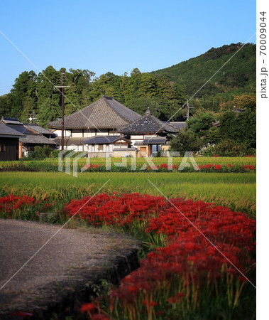 明日香村 飛鳥寺と彼岸花の写真素材