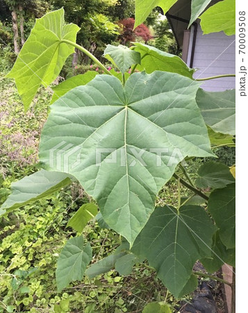 キリの葉 キリの葉 70009508