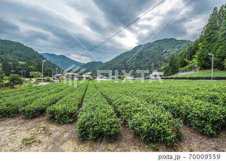 岐阜県 東白川村 茶畑 岐阜県 東白川村 茶畑 70009559