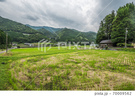 岐阜県 東白川村 茶畑 岐阜県 東白川村 茶畑 70009562