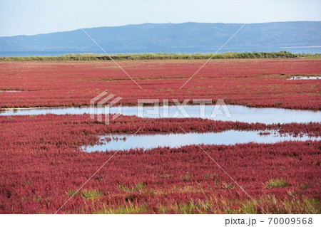 能取湖サンゴ草群落（北海道網走市卯原内） 70009568